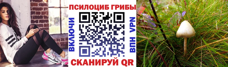 Галлюциногенные грибы Psilocybine cubensis ОМГ ОМГ ССЫЛКА Дмитров
